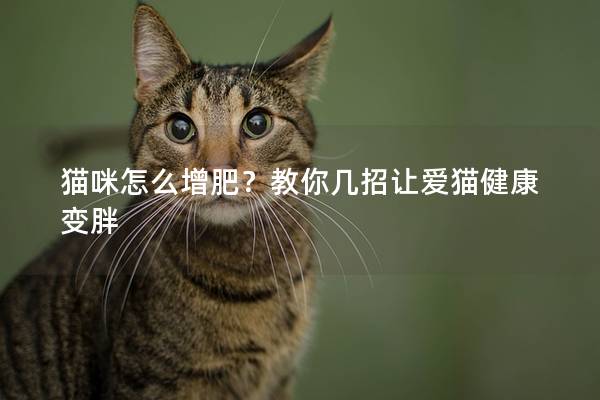 猫咪怎么增肥？教你几招让爱猫健康变胖