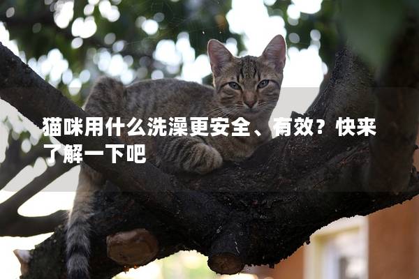 猫咪用什么洗澡更安全、有效？快来了解一下吧