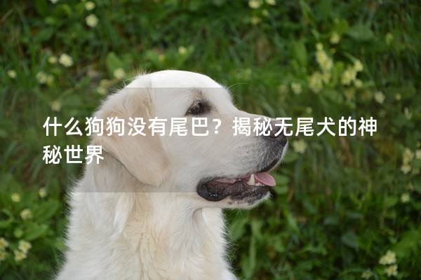 什么狗狗没有尾巴？揭秘无尾犬的神秘世界