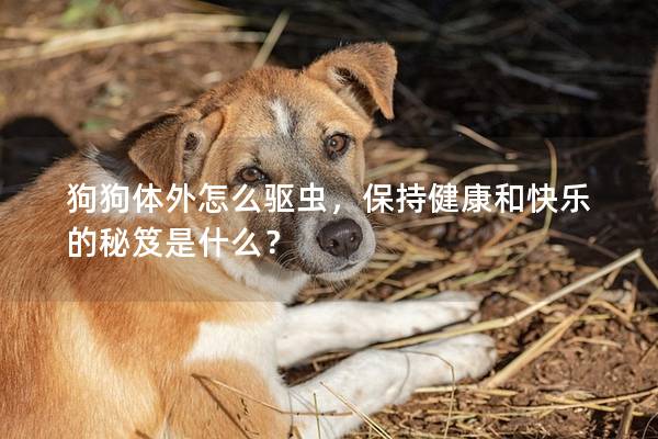 狗狗体外怎么驱虫，保持健康和快乐的秘笈是什么？