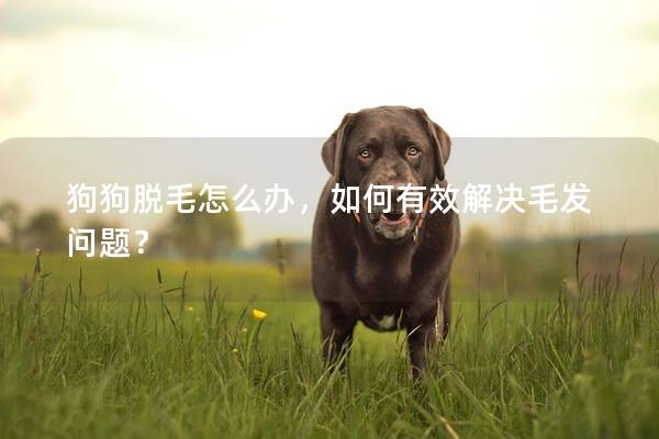 狗狗脱毛怎么办，如何有效解决毛发问题？