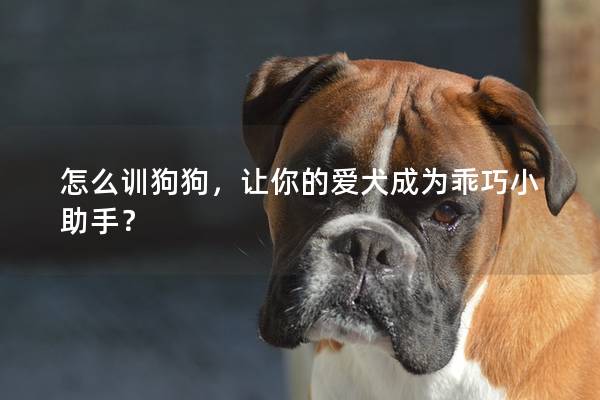 怎么训狗狗，让你的爱犬成为乖巧小助手？