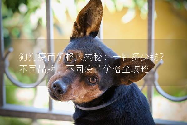 狗狗疫苗价格大揭秘：一针多少钱？不同品牌、不同疫苗价格全攻略