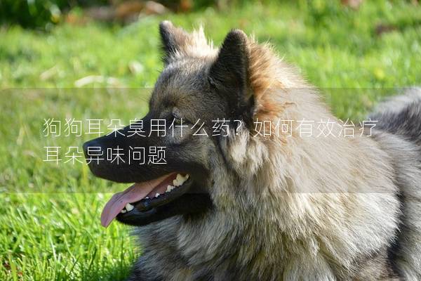 狗狗耳朵臭用什么药？如何有效治疗耳朵异味问题