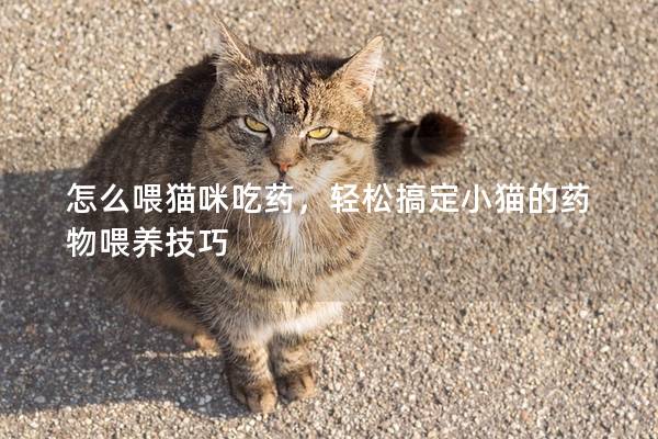 怎么喂猫咪吃药，轻松搞定小猫的药物喂养技巧