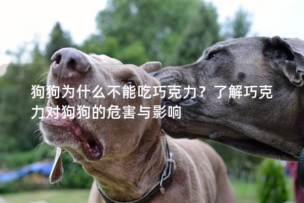 狗狗为什么不能吃巧克力？了解巧克力对狗狗的危害与影响