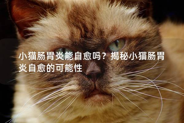 小猫肠胃炎能自愈吗？揭秘小猫肠胃炎自愈的可能性