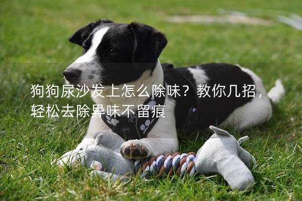 狗狗尿沙发上怎么除味？教你几招，轻松去除异味不留痕