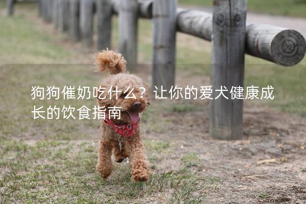 狗狗催奶吃什么？让你的爱犬健康成长的饮食指南