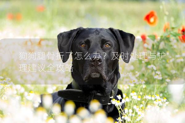 狗狗腿骨折了怎么办？及时处理与护理建议全攻略