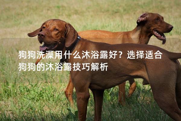 狗狗洗澡用什么沐浴露好？选择适合狗狗的沐浴露技巧解析