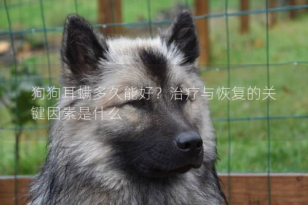 狗狗耳螨多久能好？治疗与恢复的关键因素是什么