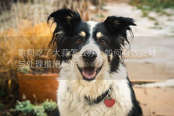 狗狗吃了大蒜怎么办？如何有效应对与处理措施解析