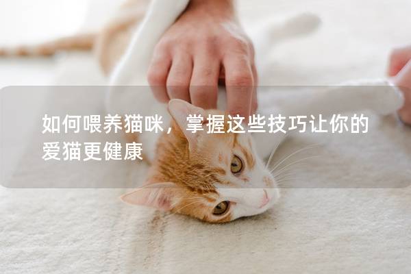 如何喂养猫咪，掌握这些技巧让你的爱猫更健康