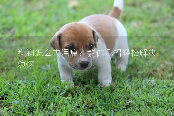 狗狗怎么去泪痕？教你几招轻松解决烦恼