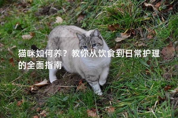 猫咪如何养？教你从饮食到日常护理的全面指南