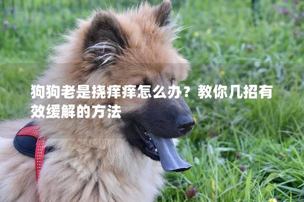 狗狗老是挠痒痒怎么办？教你几招有效缓解的方法