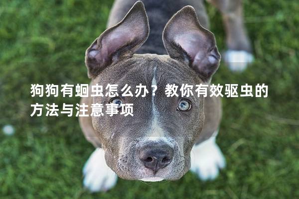 狗狗有蛔虫怎么办？教你有效驱虫的方法与注意事项