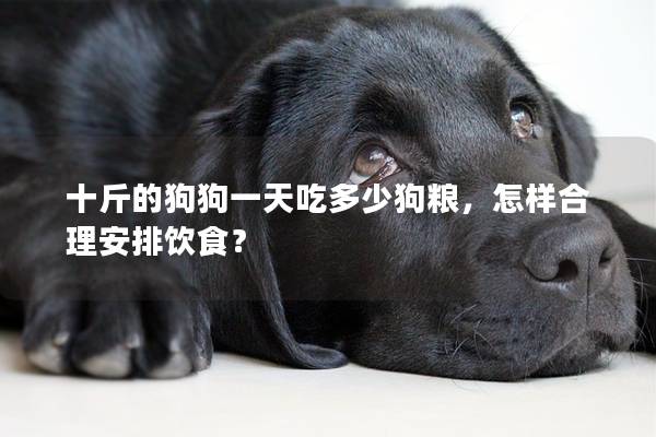 十斤的狗狗一天吃多少狗粮，怎样合理安排饮食？