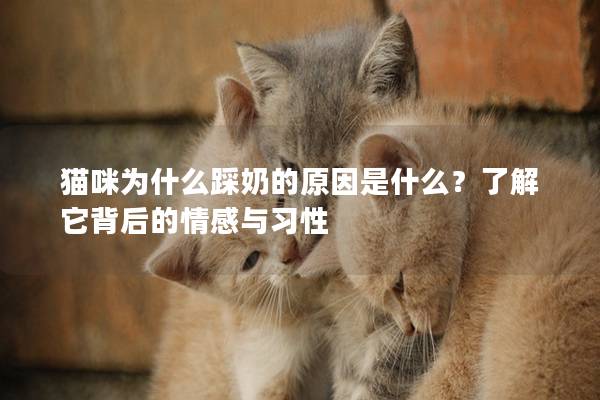 猫咪为什么踩奶的原因是什么？了解它背后的情感与习性