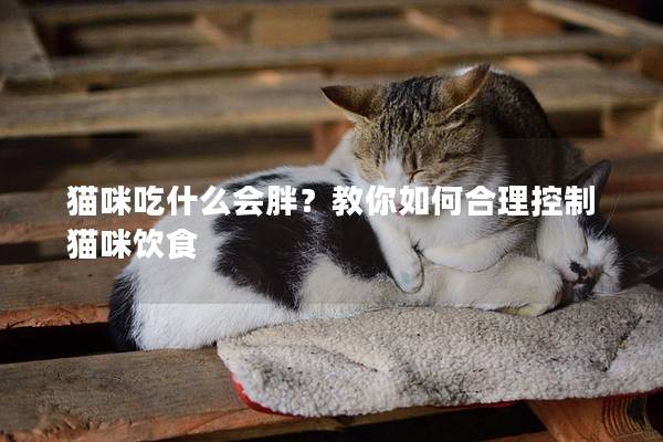 猫咪吃什么会胖？教你如何合理控制猫咪饮食