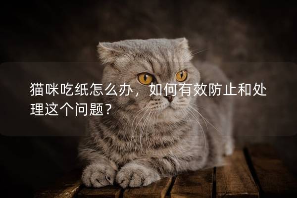 猫咪吃纸怎么办，如何有效防止和处理这个问题？