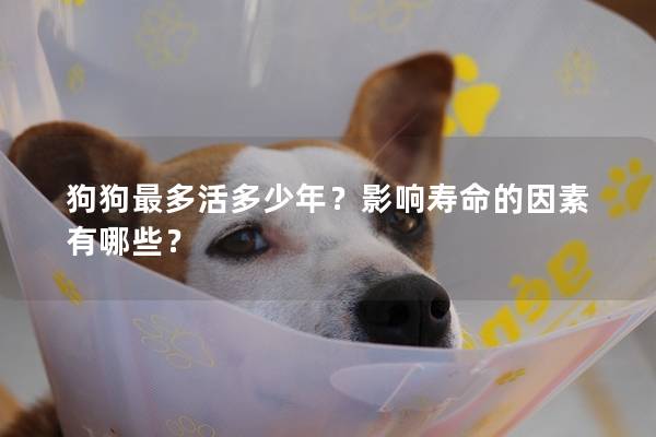 狗狗最多活多少年？影响寿命的因素有哪些？