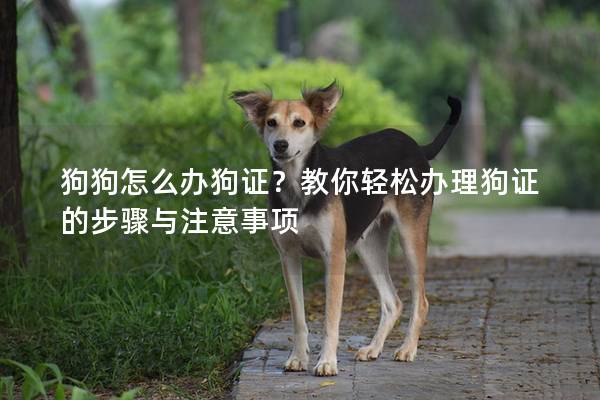 狗狗怎么办狗证？教你轻松办理狗证的步骤与注意事项