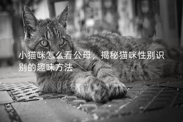 小猫咪怎么看公母，揭秘猫咪性别识别的趣味方法