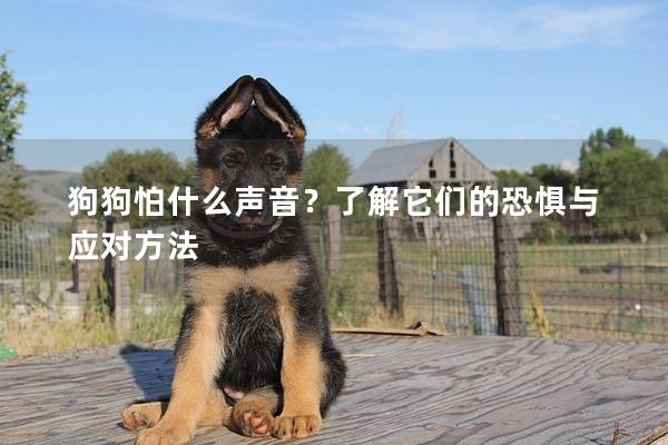 狗狗怕什么声音？了解它们的恐惧与应对方法