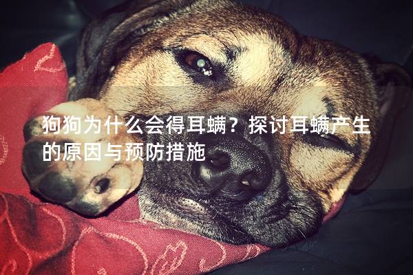 狗狗为什么会得耳螨？探讨耳螨产生的原因与预防措施