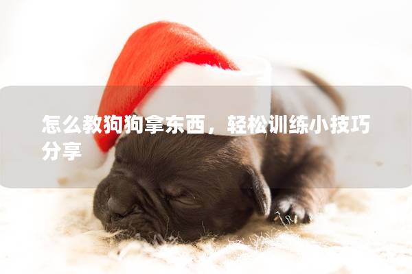 怎么教狗狗拿东西，轻松训练小技巧分享