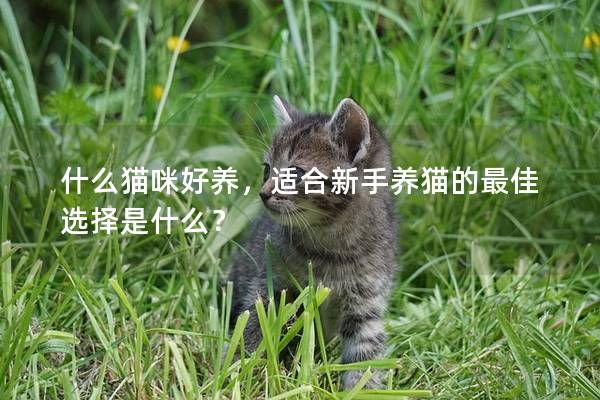 什么猫咪好养，适合新手养猫的最佳选择是什么？