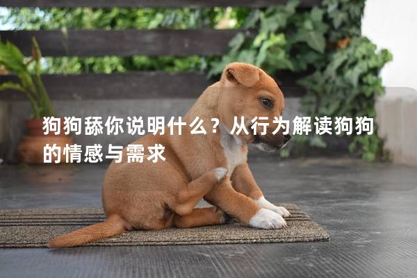 狗狗舔你说明什么？从行为解读狗狗的情感与需求