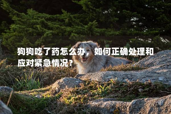 狗狗吃了药怎么办，如何正确处理和应对紧急情况？
