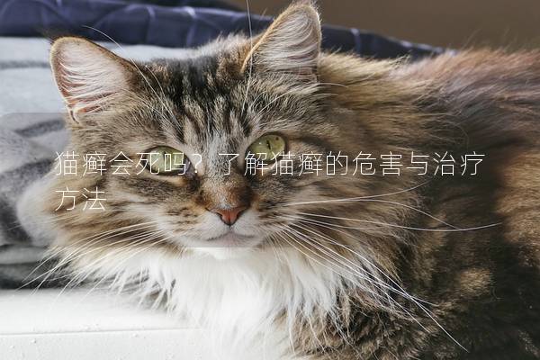 猫癣会死吗？了解猫癣的危害与治疗方法