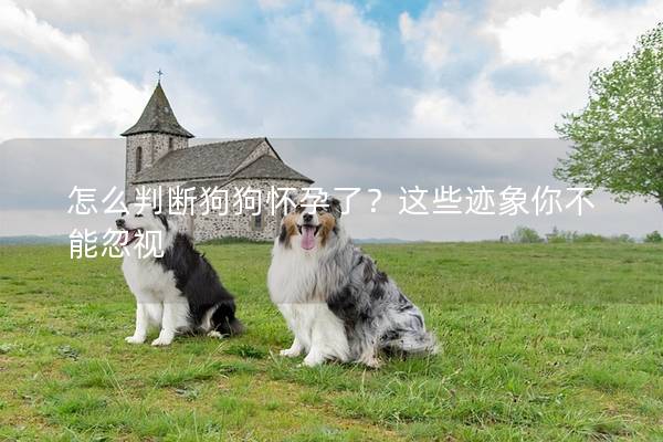 怎么判断狗狗怀孕了？这些迹象你不能忽视
