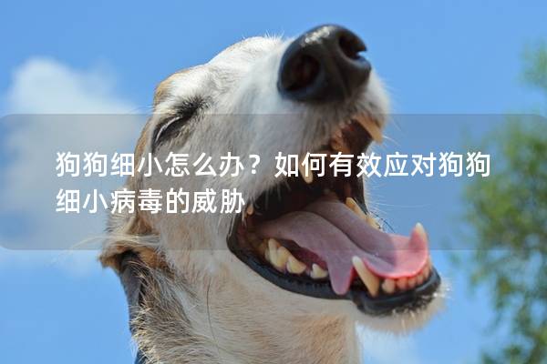狗狗细小怎么办？如何有效应对狗狗细小病毒的威胁