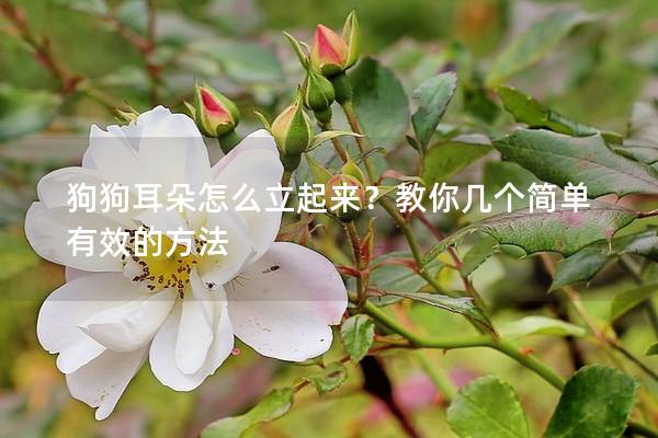 狗狗耳朵怎么立起来？教你几个简单有效的方法
