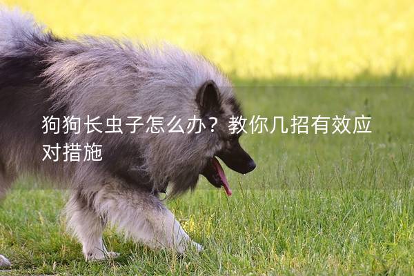 狗狗长虫子怎么办？教你几招有效应对措施