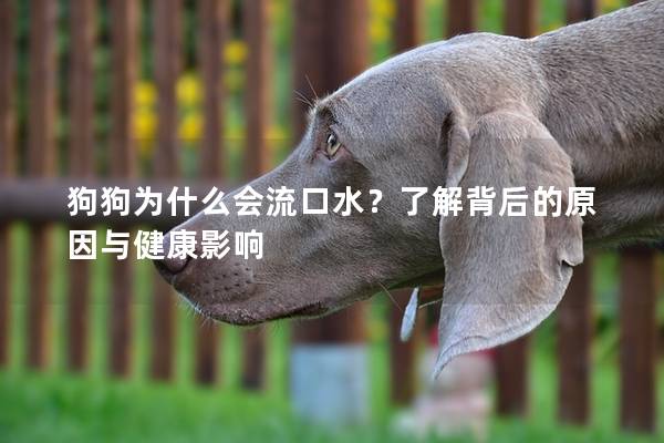 狗狗为什么会流口水？了解背后的原因与健康影响