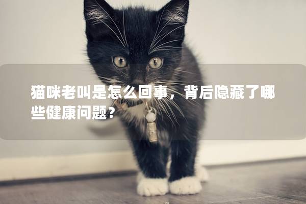 猫咪老叫是怎么回事，背后隐藏了哪些健康问题？