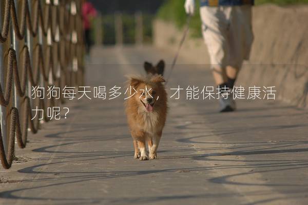 狗狗每天喝多少水，才能保持健康活力呢？