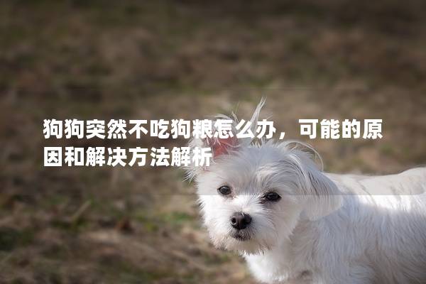 狗狗突然不吃狗粮怎么办，可能的原因和解决方法解析