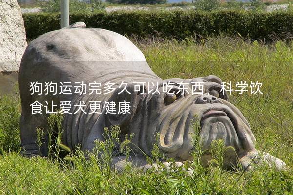 狗狗运动完多久可以吃东西，科学饮食让爱犬更健康