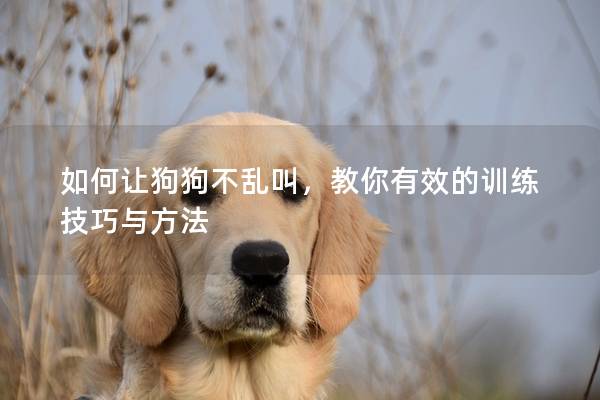 如何让狗狗不乱叫，教你有效的训练技巧与方法