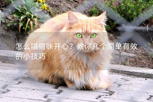 怎么哄猫咪开心？教你几个简单有效的小技巧