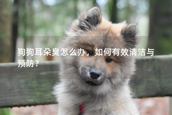 狗狗耳朵臭怎么办，如何有效清洁与预防？