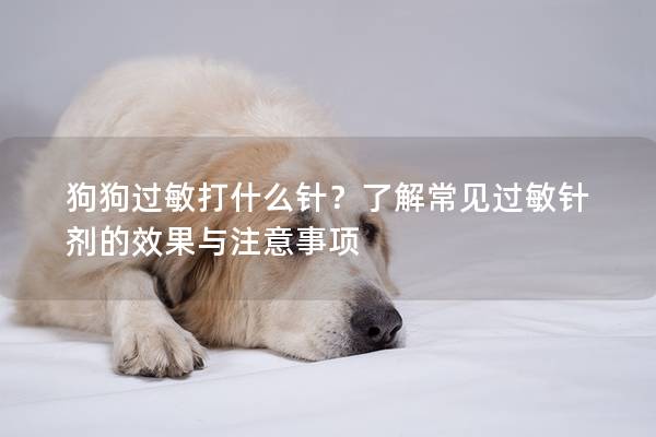 狗狗过敏打什么针？了解常见过敏针剂的效果与注意事项