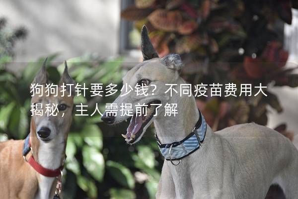 狗狗打针要多少钱？不同疫苗费用大揭秘，主人需提前了解